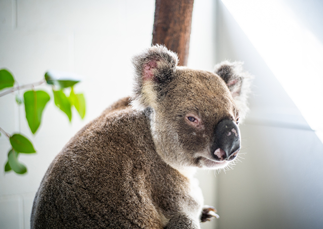 Flinder the koala was rescued from Stradbroke Island after being hit by a car.